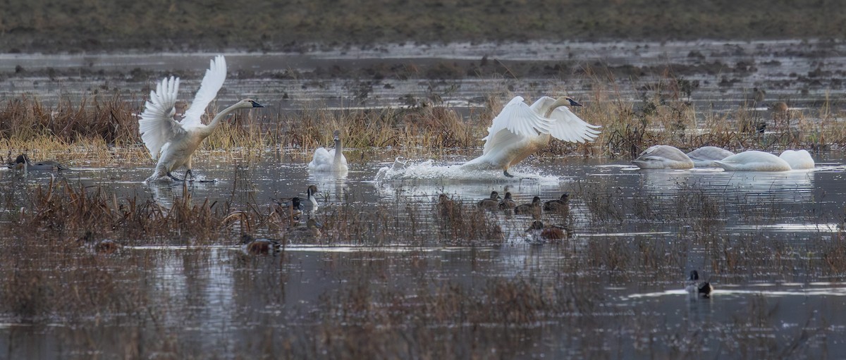 Trumpeter Swan - ML646526065