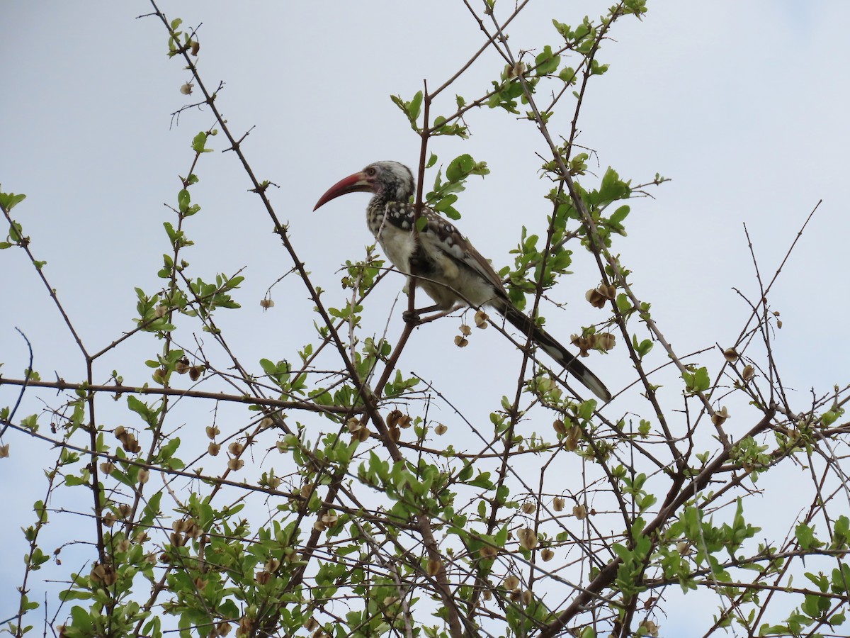Calao d'Afrique du Sud - ML646526066