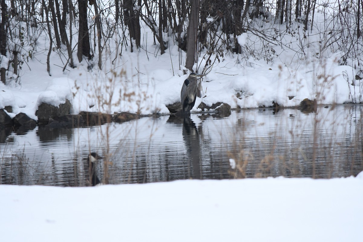 Great Blue Heron - ML646526068