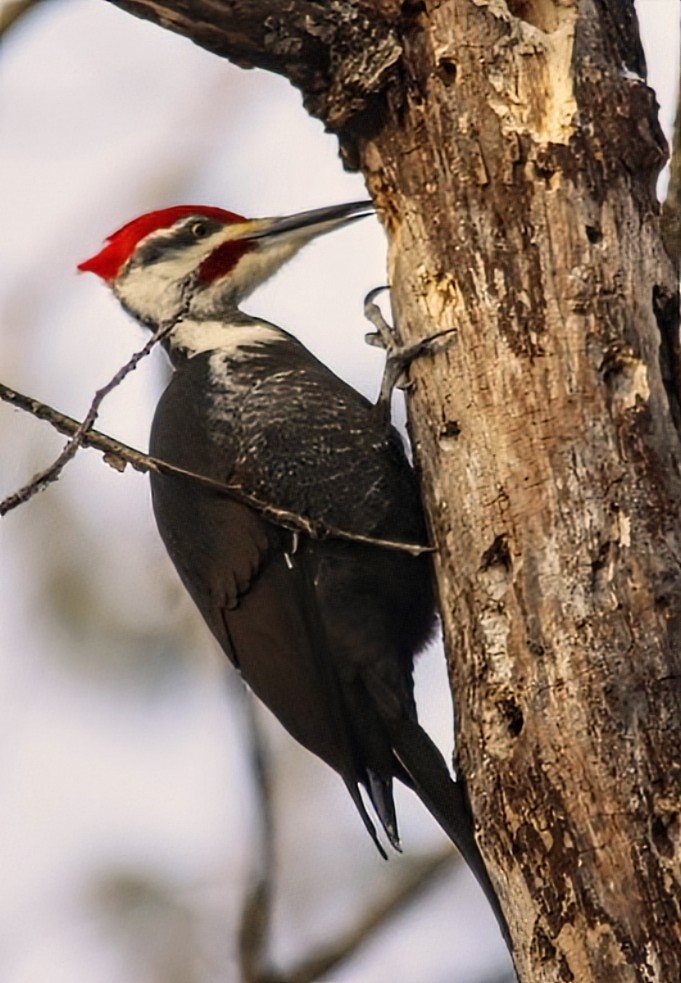 Pileated Woodpecker - ML646526070