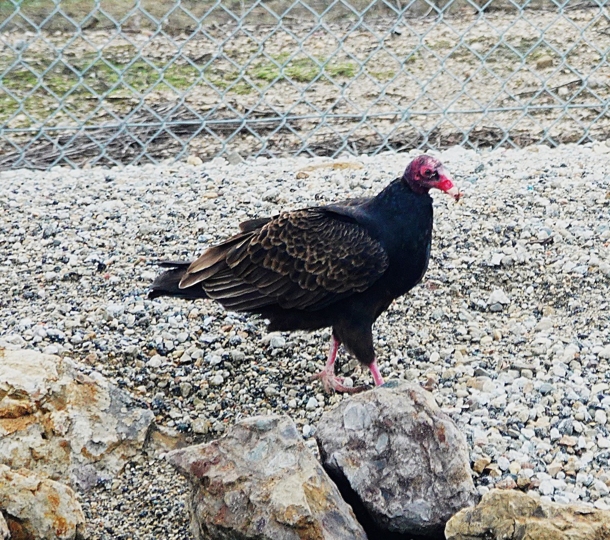 Turkey Vulture - ML646526071