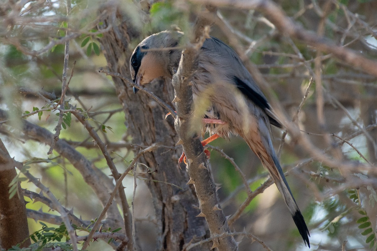 Hypocolius - ML646526073