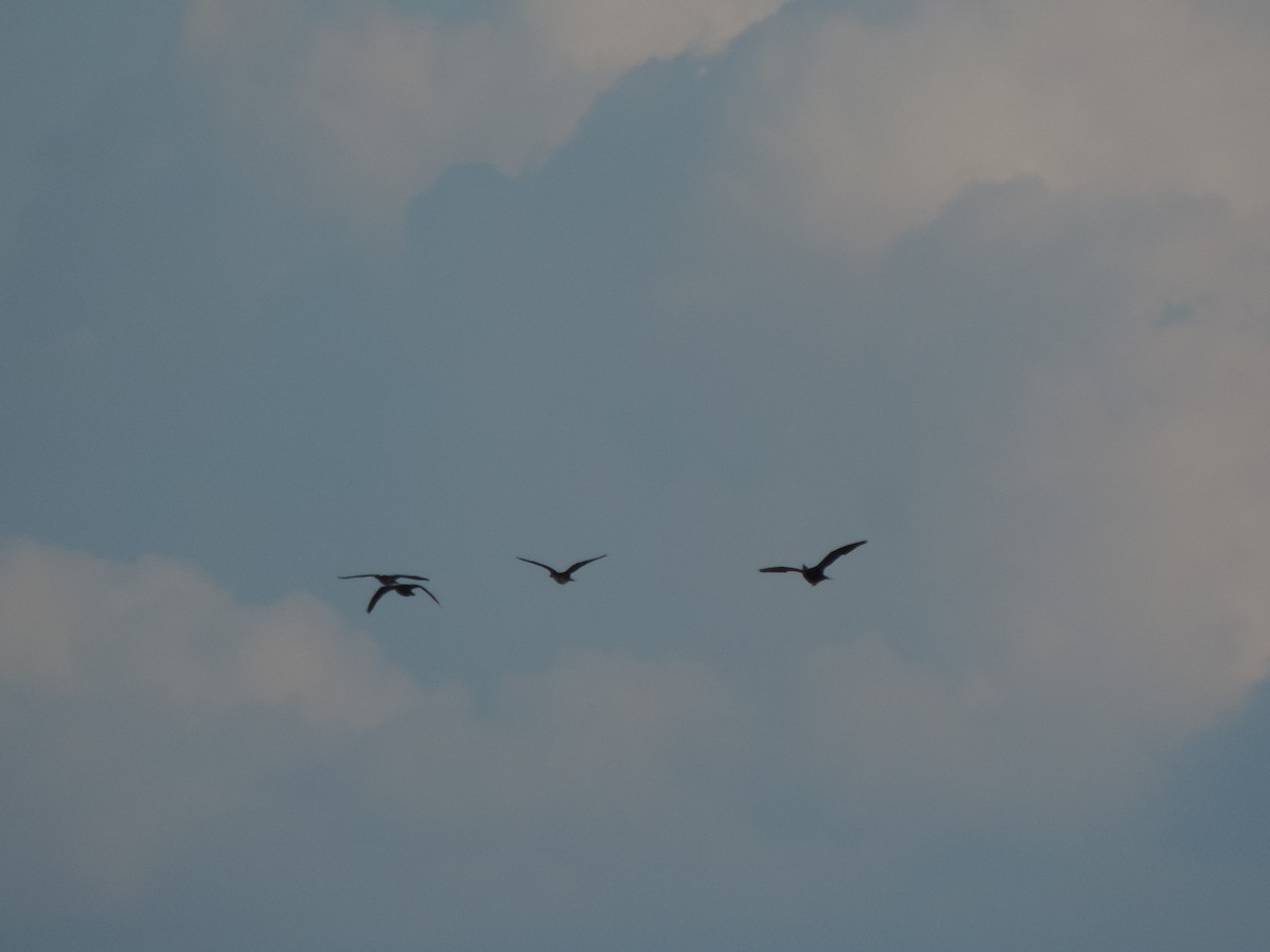 Comb Duck - ML646526075