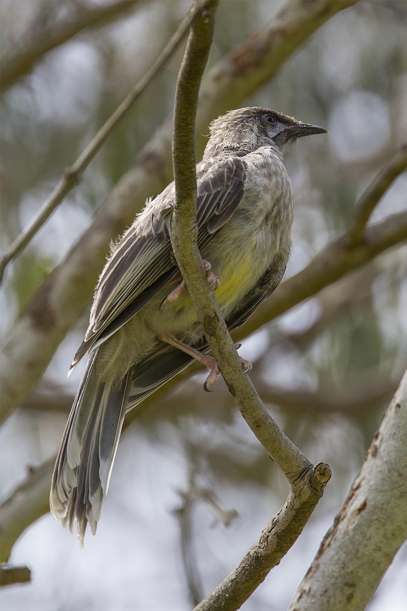 Red Wattlebird - ML646526076