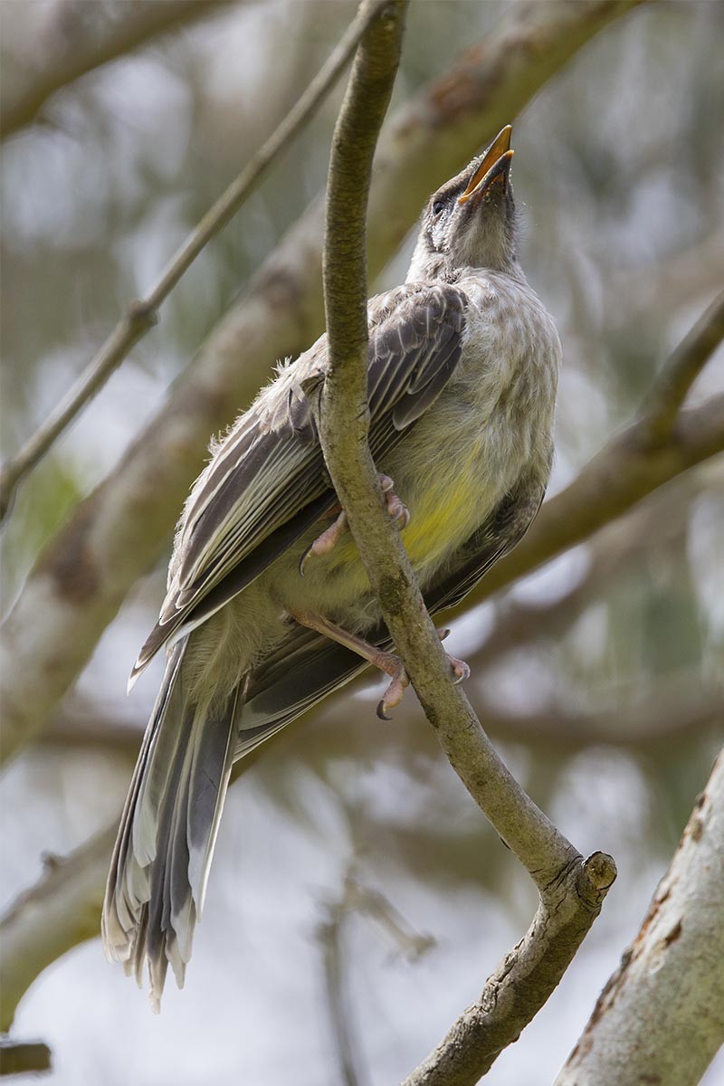 Red Wattlebird - ML646526077