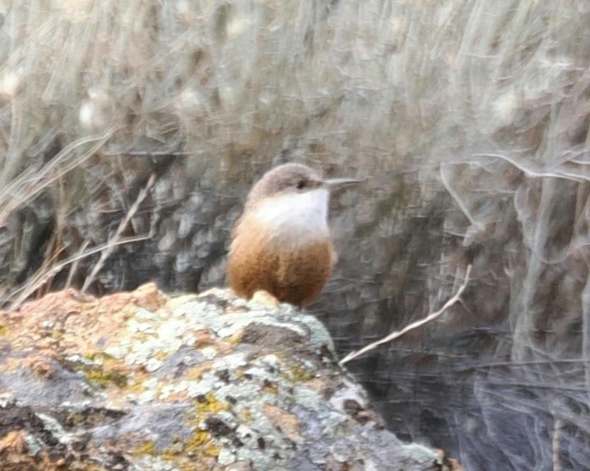 střízlík kaňonový - ML646526078