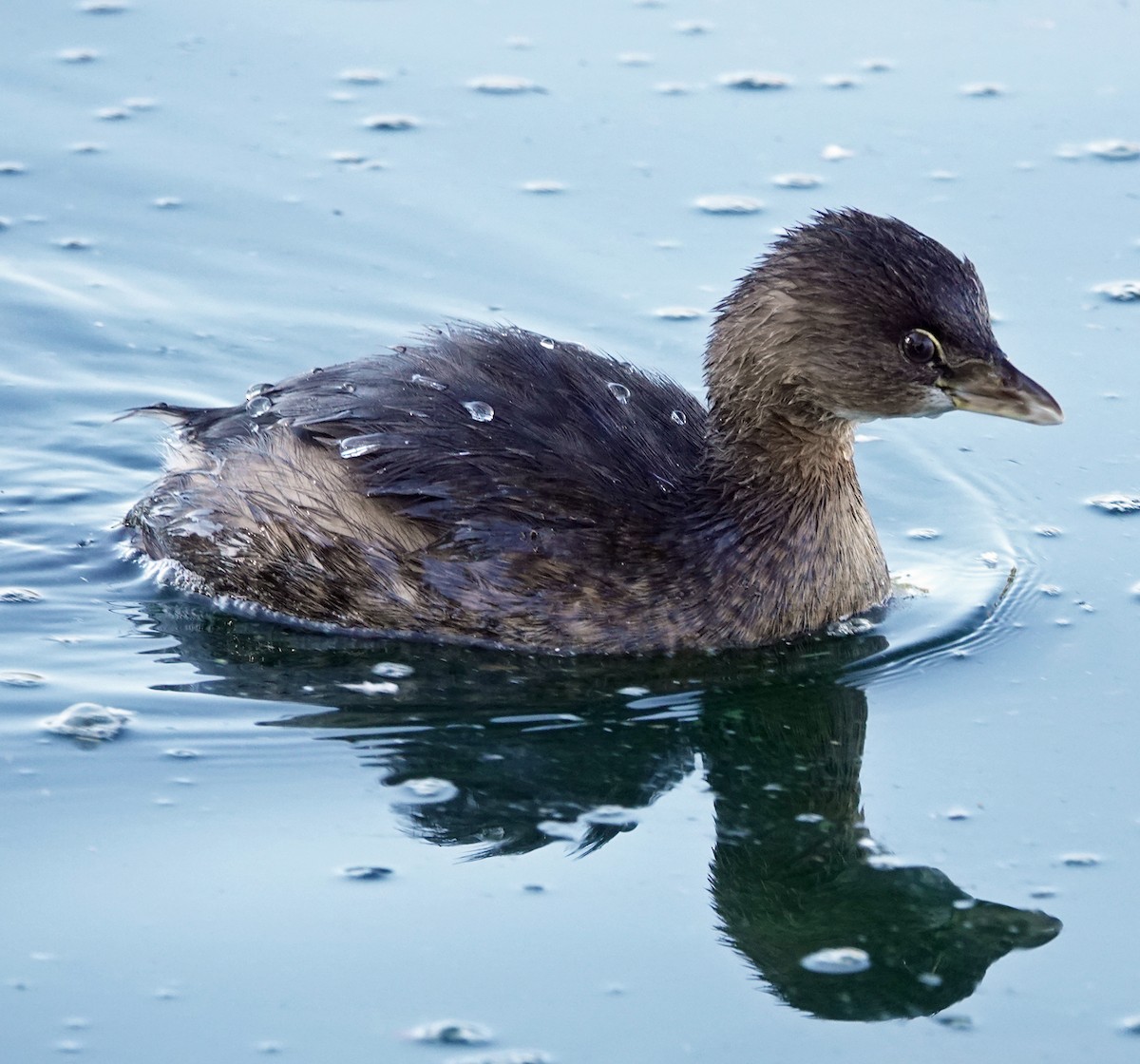 Pied-billed Grebe - ML646526080