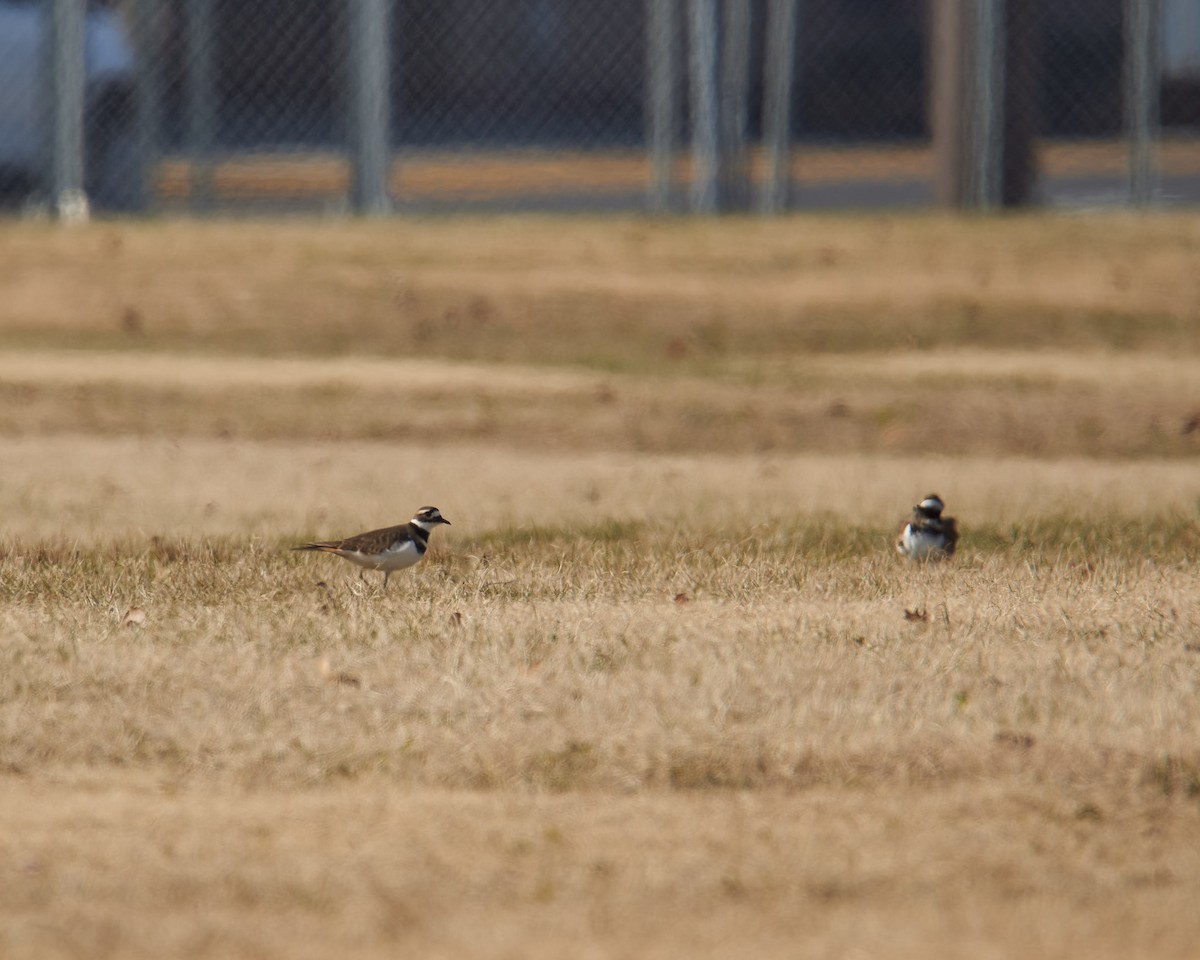 Killdeer - ML646526081