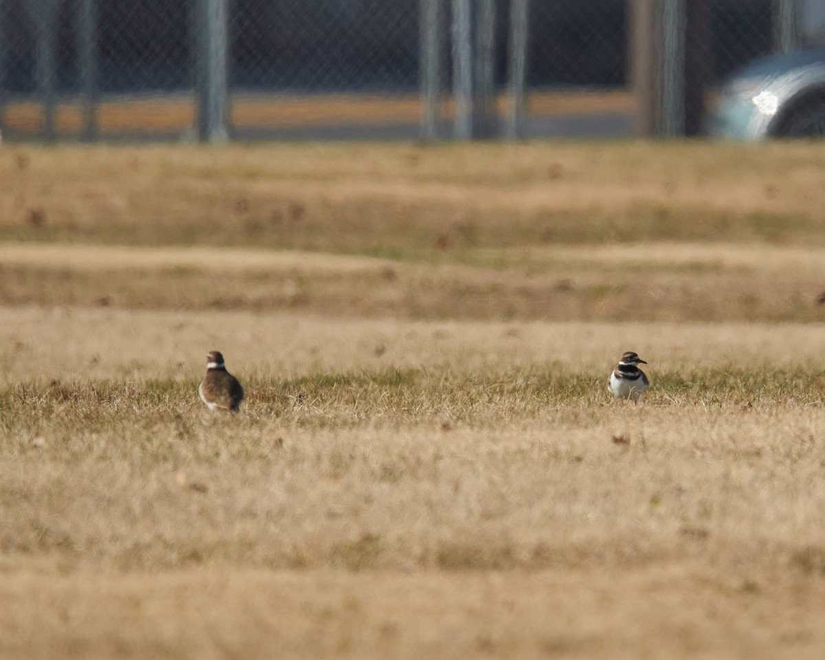 Killdeer - ML646526082