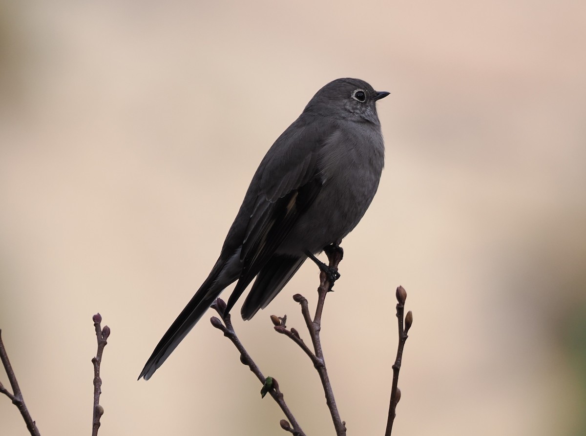 lesňák západní - ML646526083