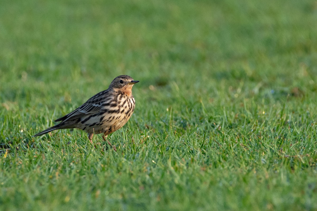 Red-throated Pipit - ML646526084