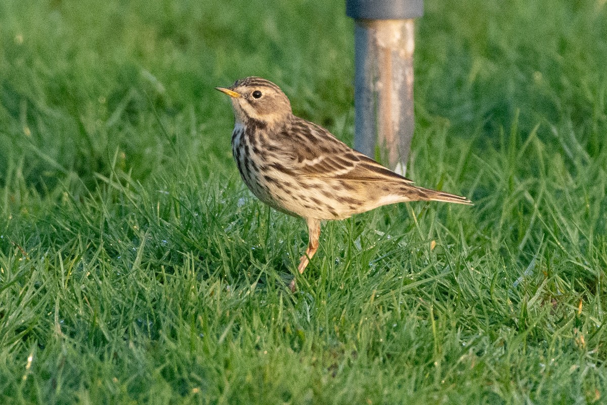 Red-throated Pipit - ML646526085
