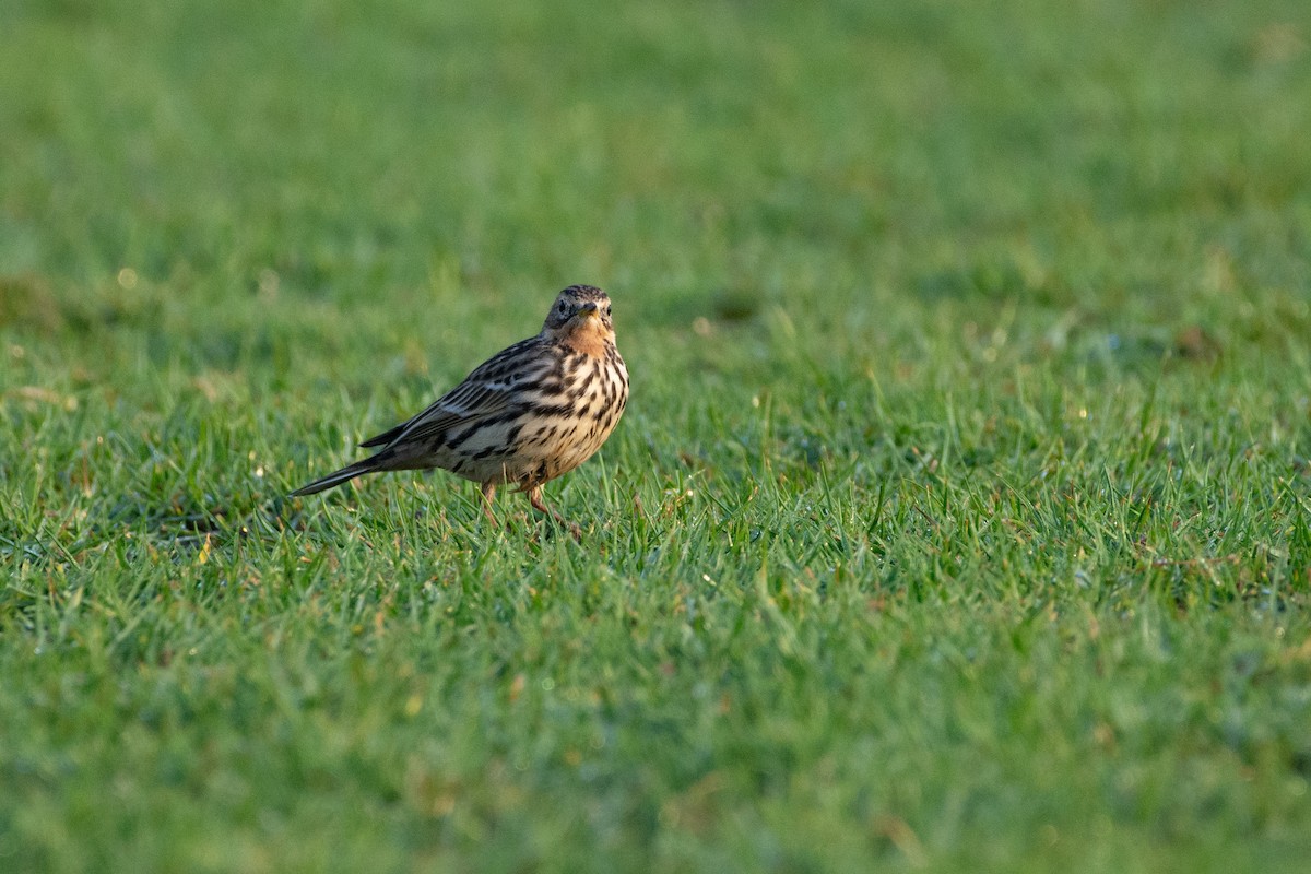 Red-throated Pipit - ML646526086