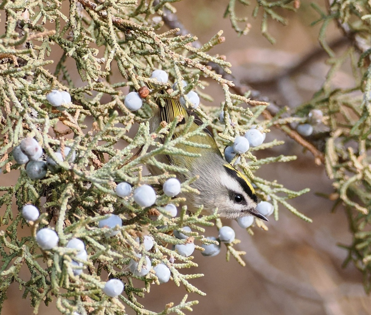 králíček zlatohlavý - ML646526088