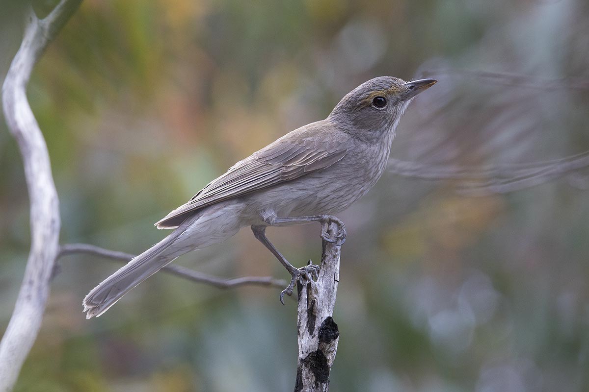 Gray Shrikethrush - ML646526089
