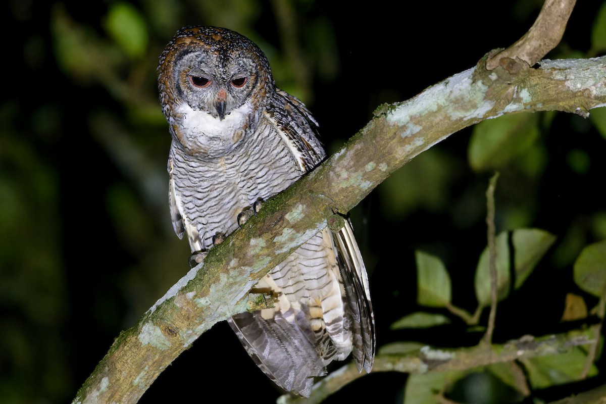 Mottled Wood-Owl - ML646526092