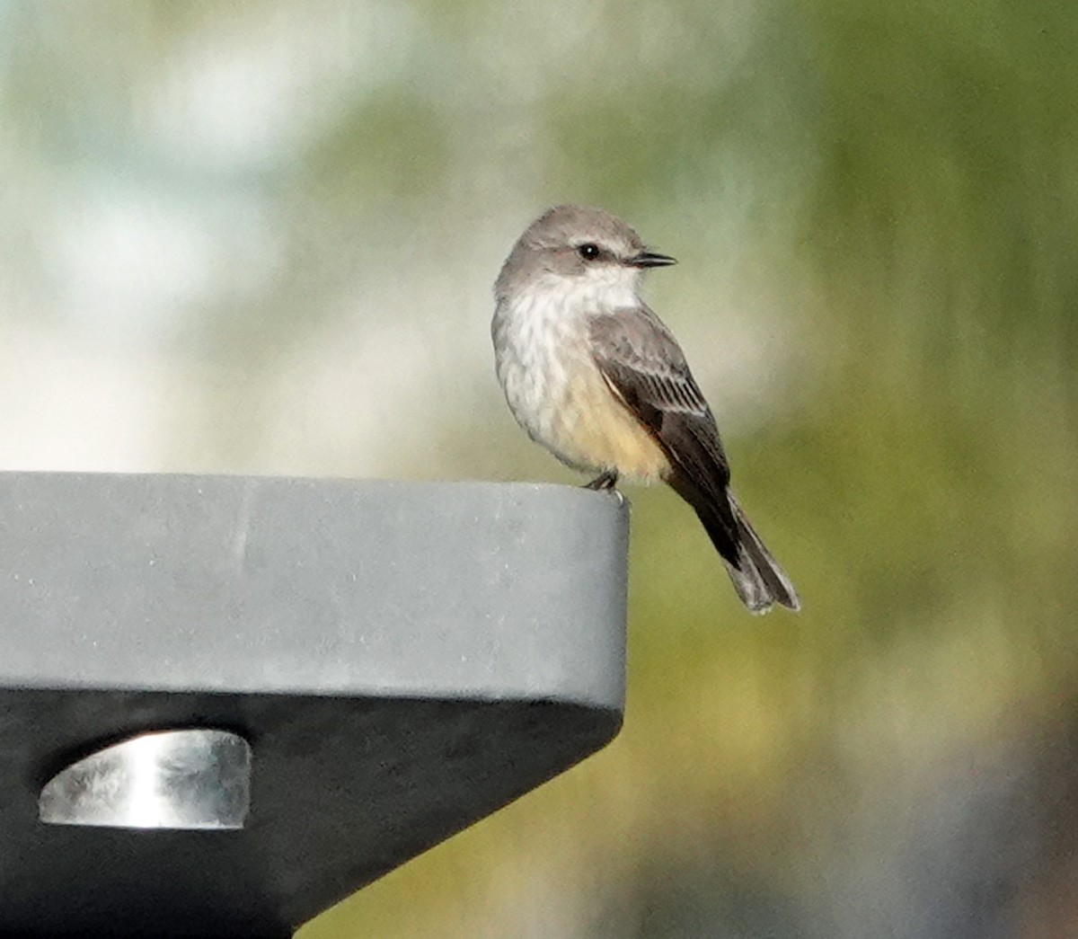 Vermilion Flycatcher - ML646526093