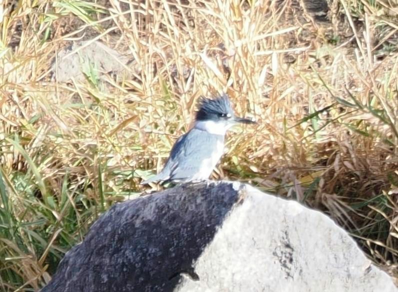 rybařík pruhoprsý - ML646526096