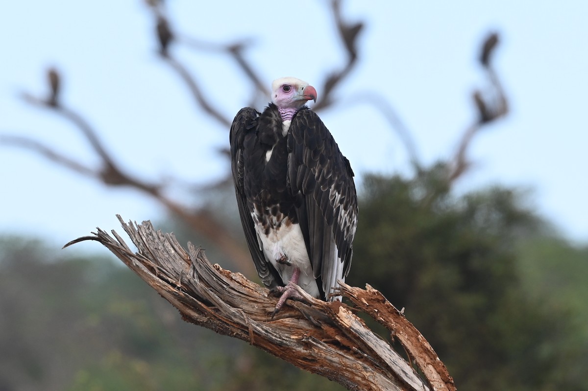 נשרון לבן-ראש - ML646526098