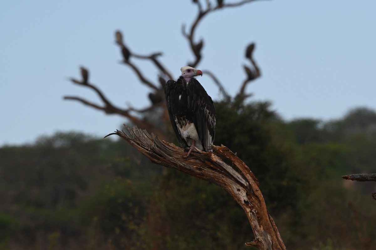 נשרון לבן-ראש - ML646526099