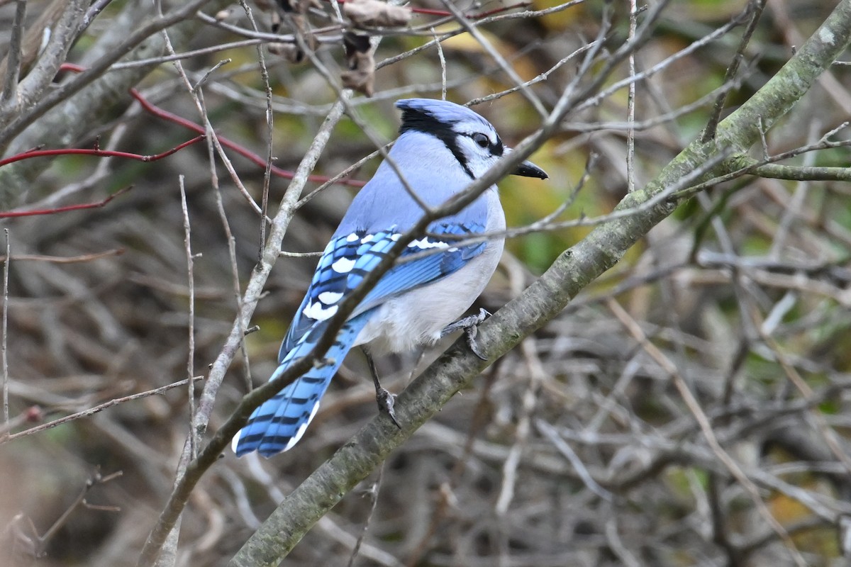 Blue Jay - ML646526101