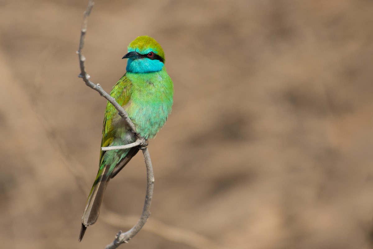 Arabian Green Bee-eater - ML646526102