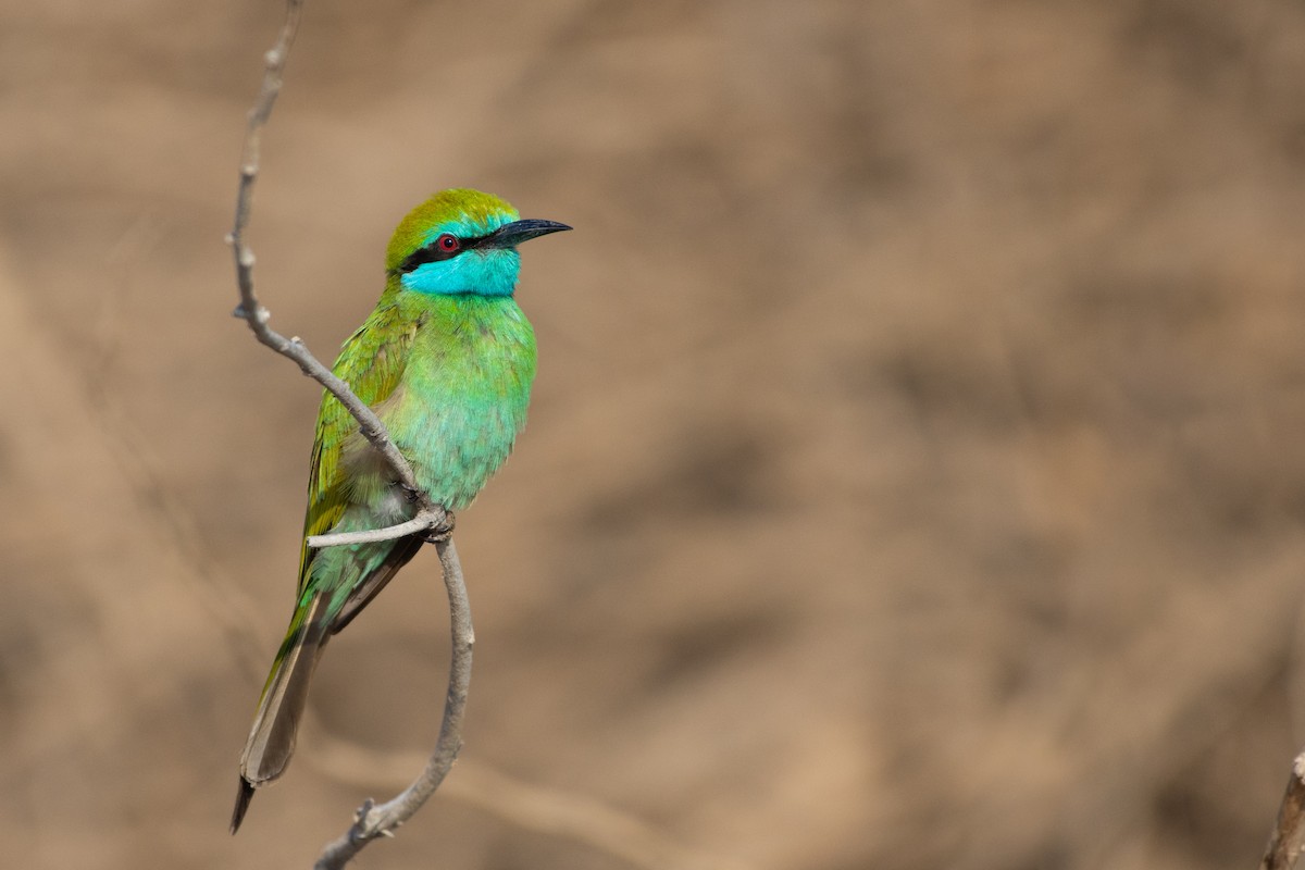 Arabian Green Bee-eater - ML646526103