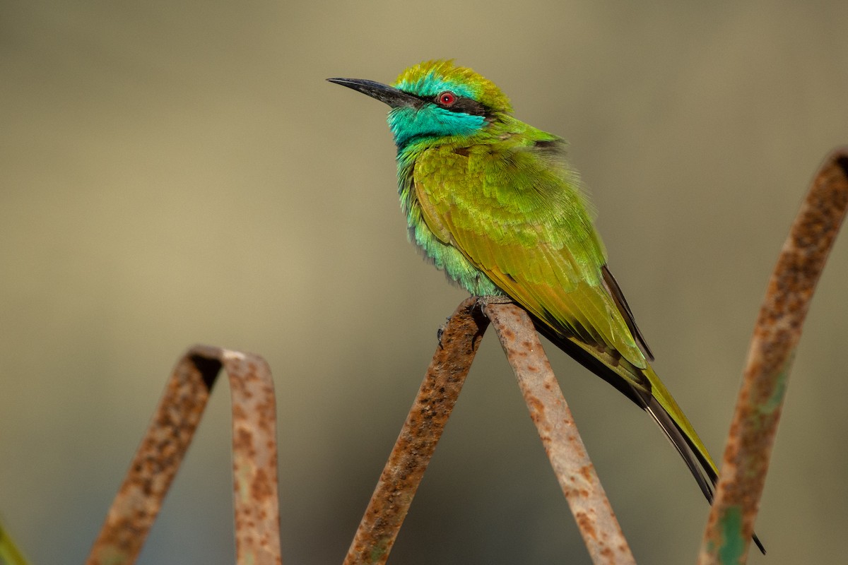 Arabian Green Bee-eater - ML646526104