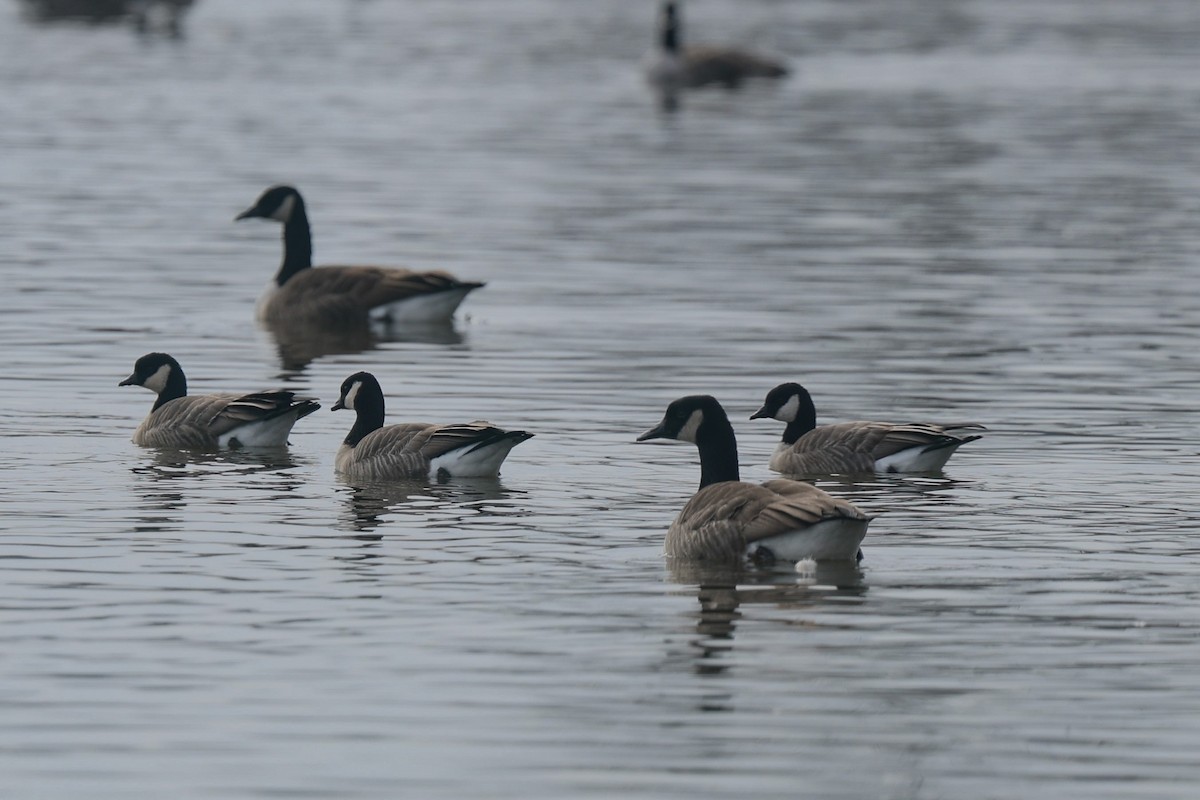 Cackling Goose - ML646526105