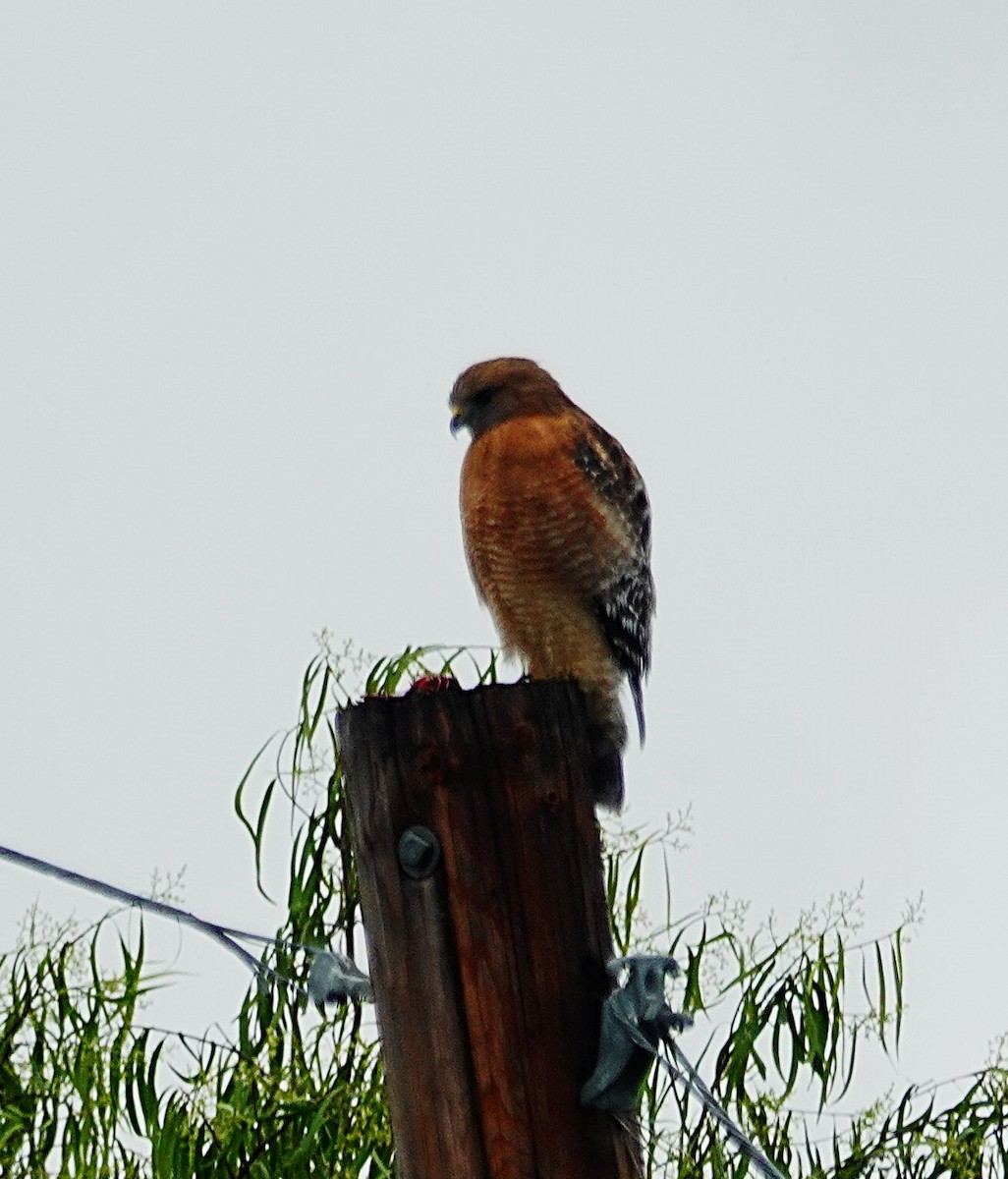 Red-shouldered Hawk - ML646526106