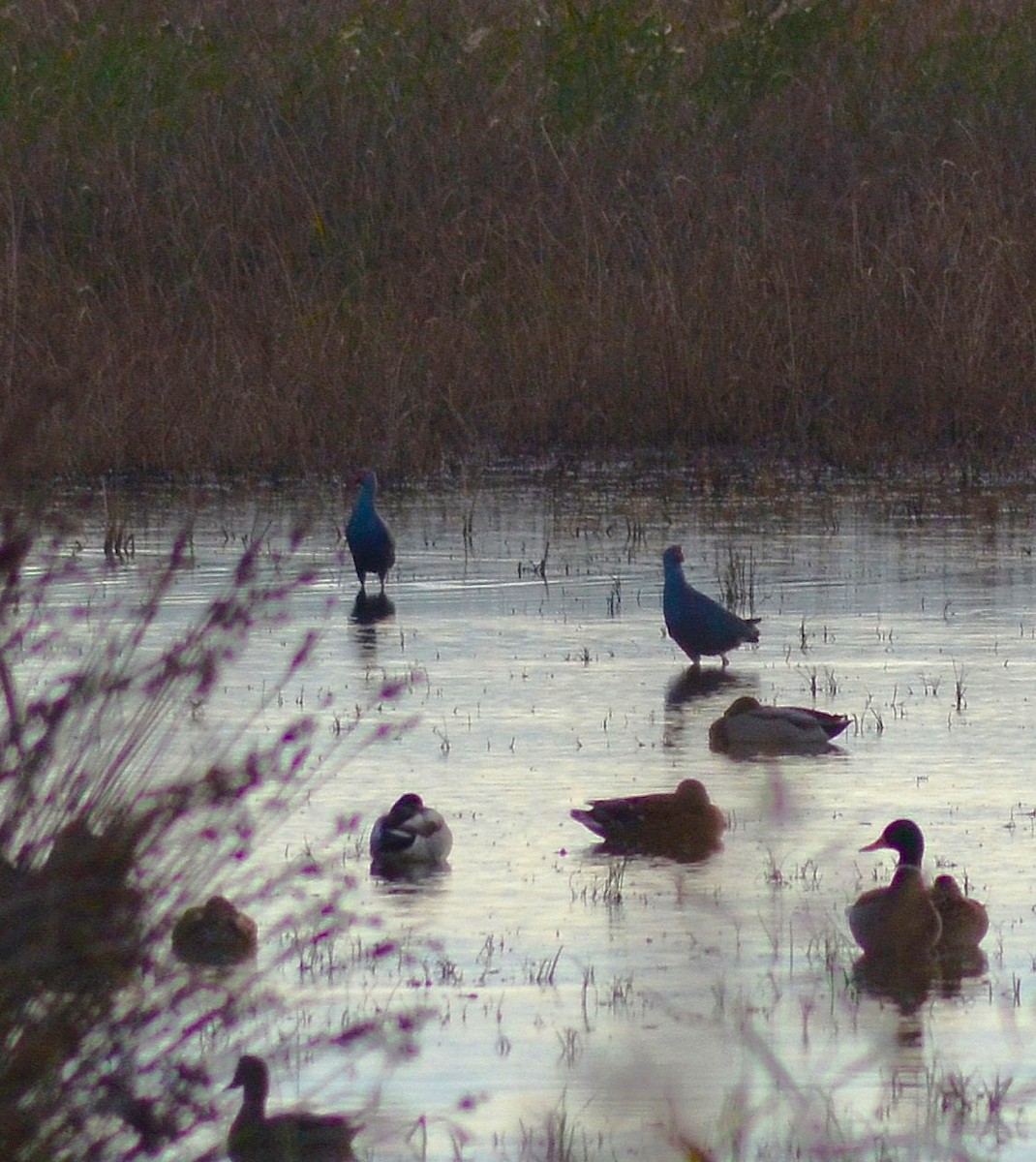 ハイガシラセイケイ - ML646526107