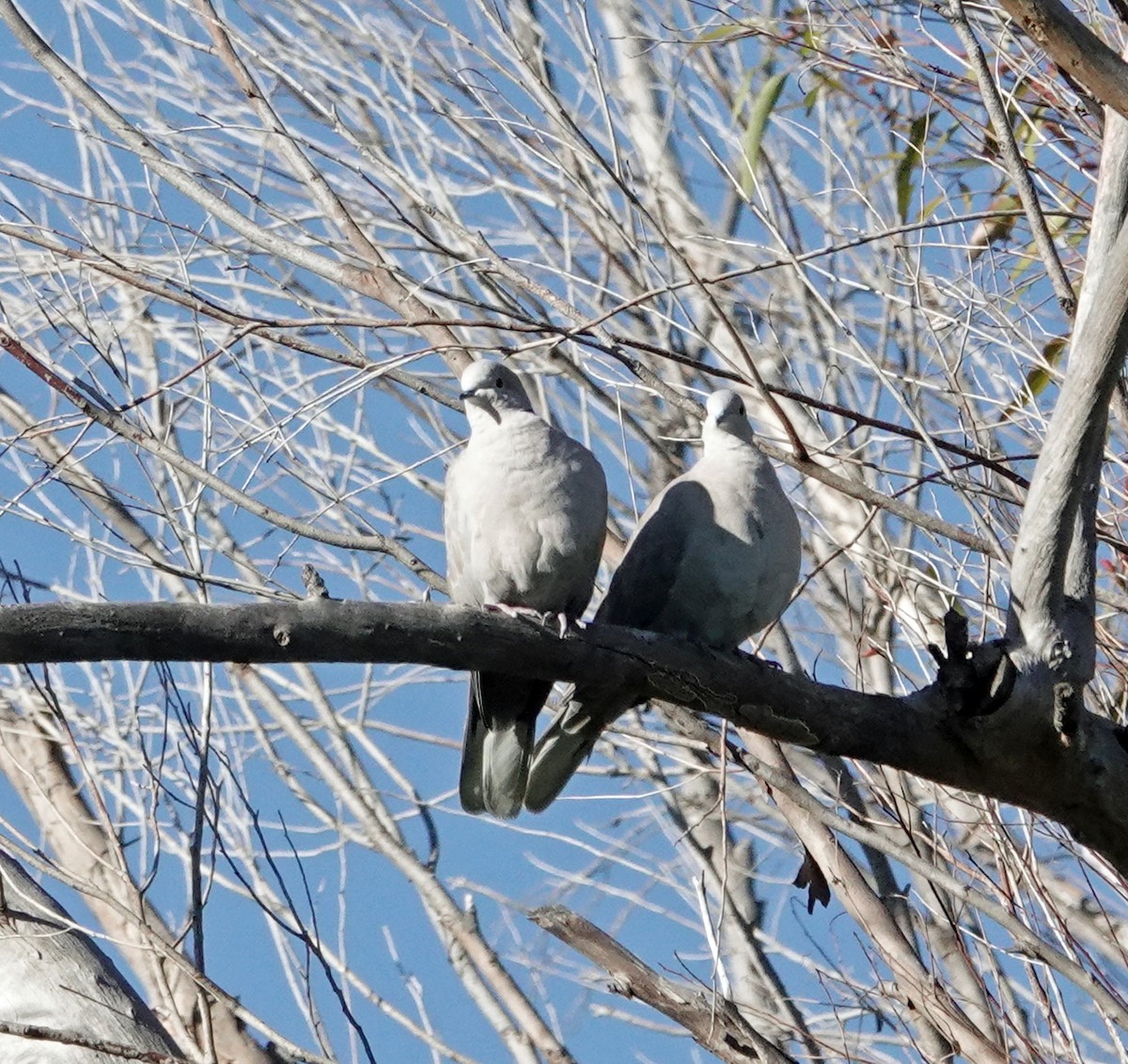 tyrkerdue - ML646526109