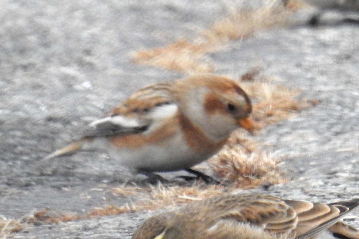 Snow Bunting - ML646526110