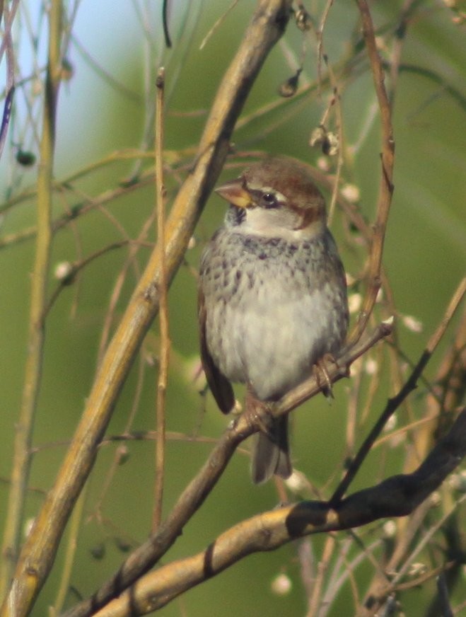 House/Spanish Sparrow - ML646526111