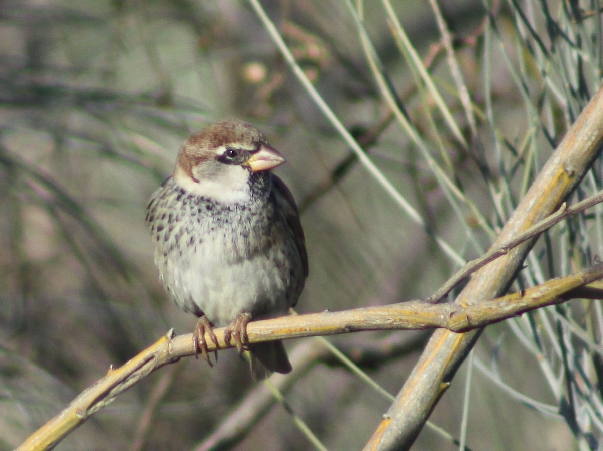 House/Spanish Sparrow - ML646526112
