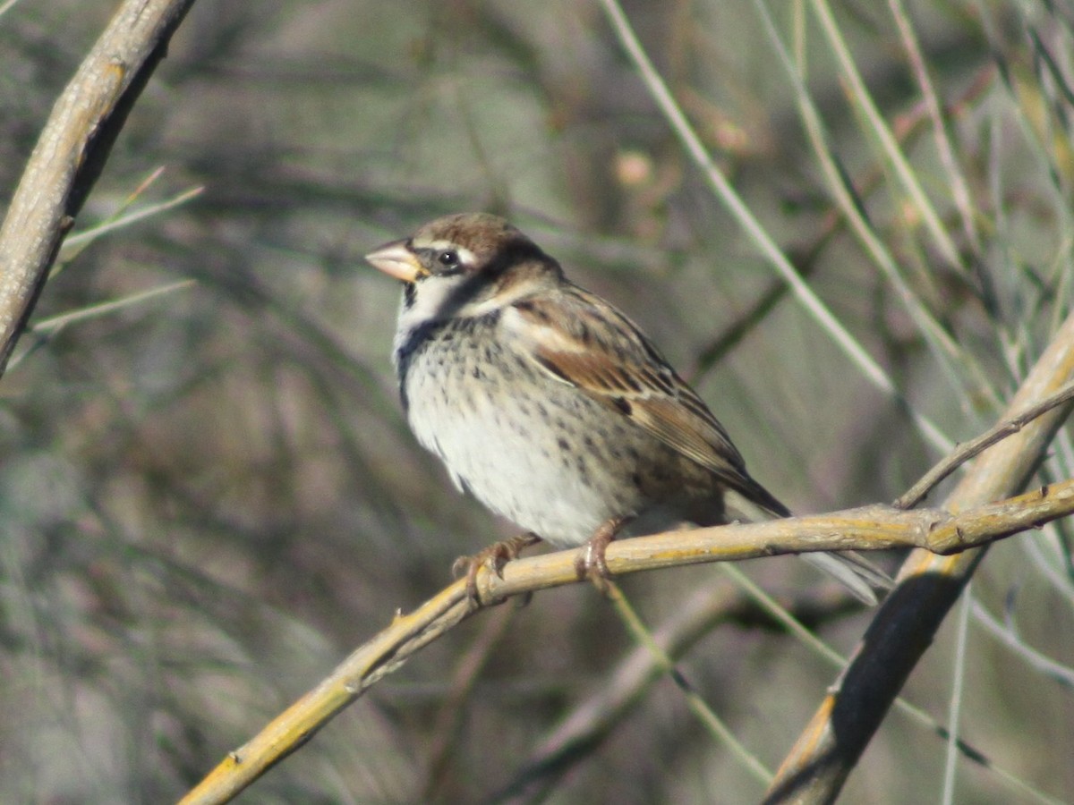 House/Spanish Sparrow - ML646526113