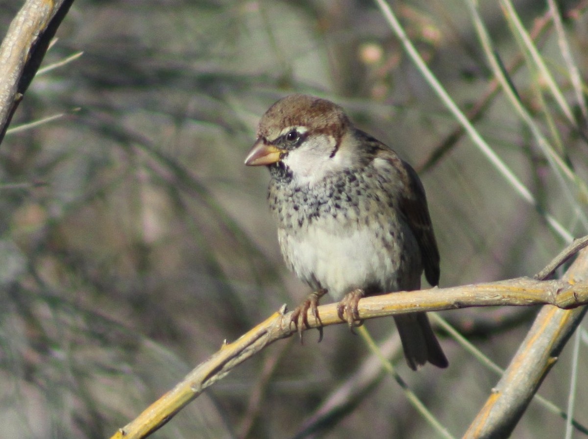 House/Spanish Sparrow - ML646526114