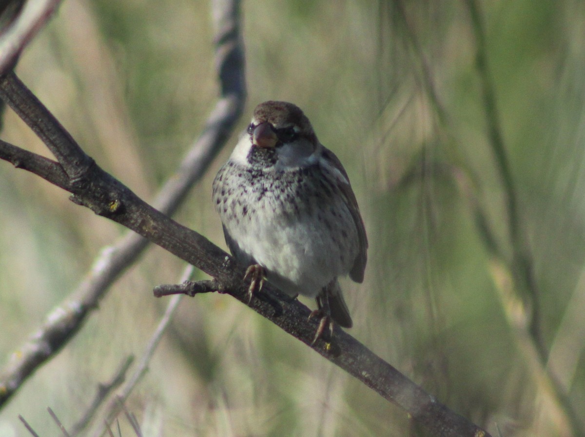 House/Spanish Sparrow - ML646526115