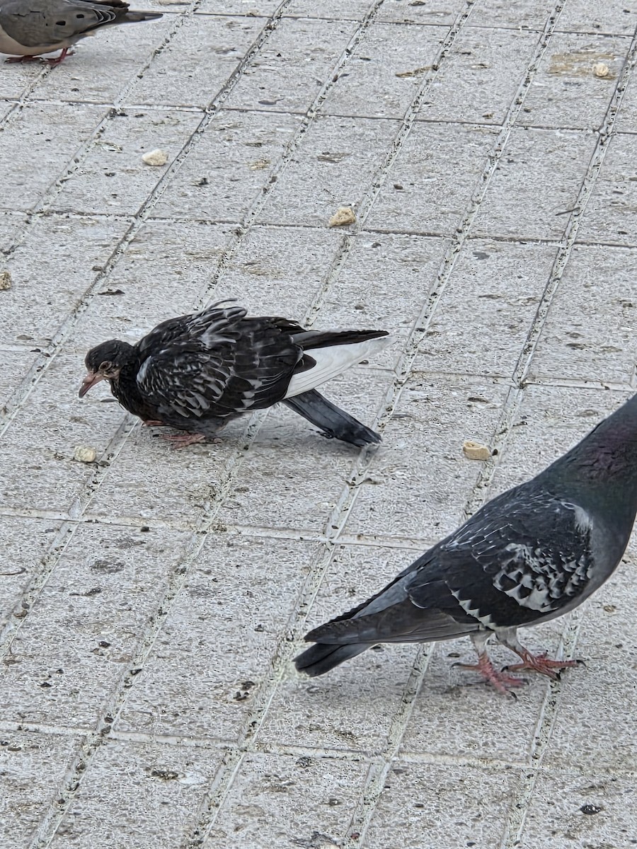 יונת בית - ML646526118