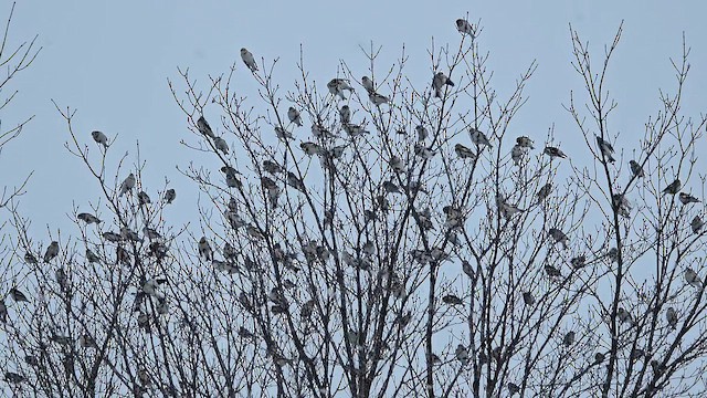 sněhule severní - ML646526121