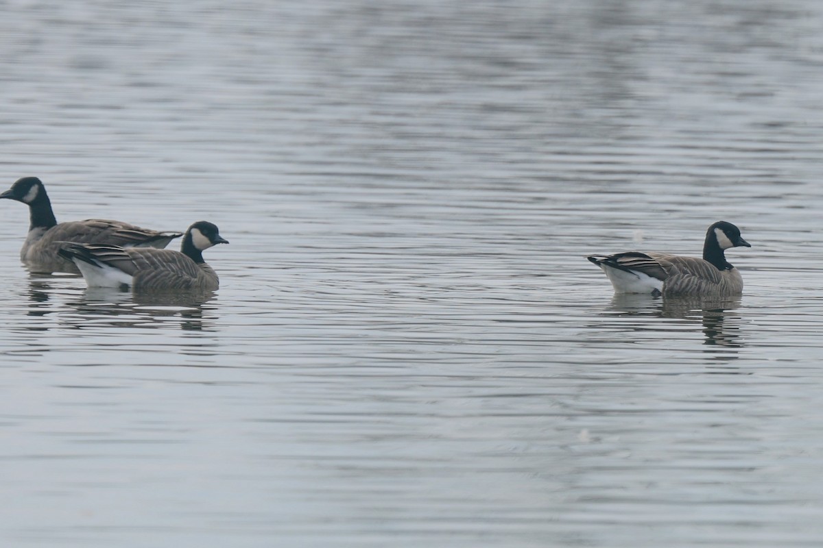 Cackling Goose - ML646526126