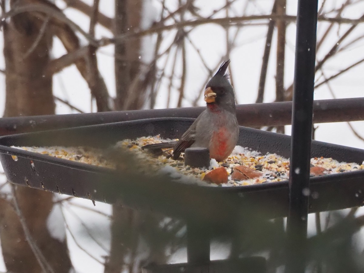 Pyrrhuloxia - ML646526127