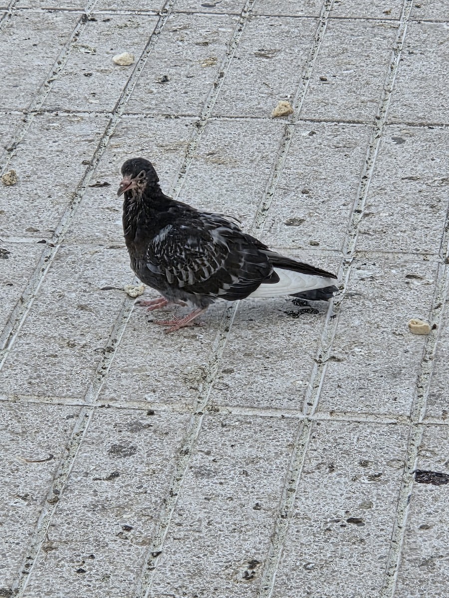 יונת בית - ML646526133