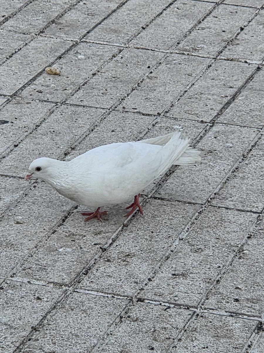 יונת בית - ML646526134