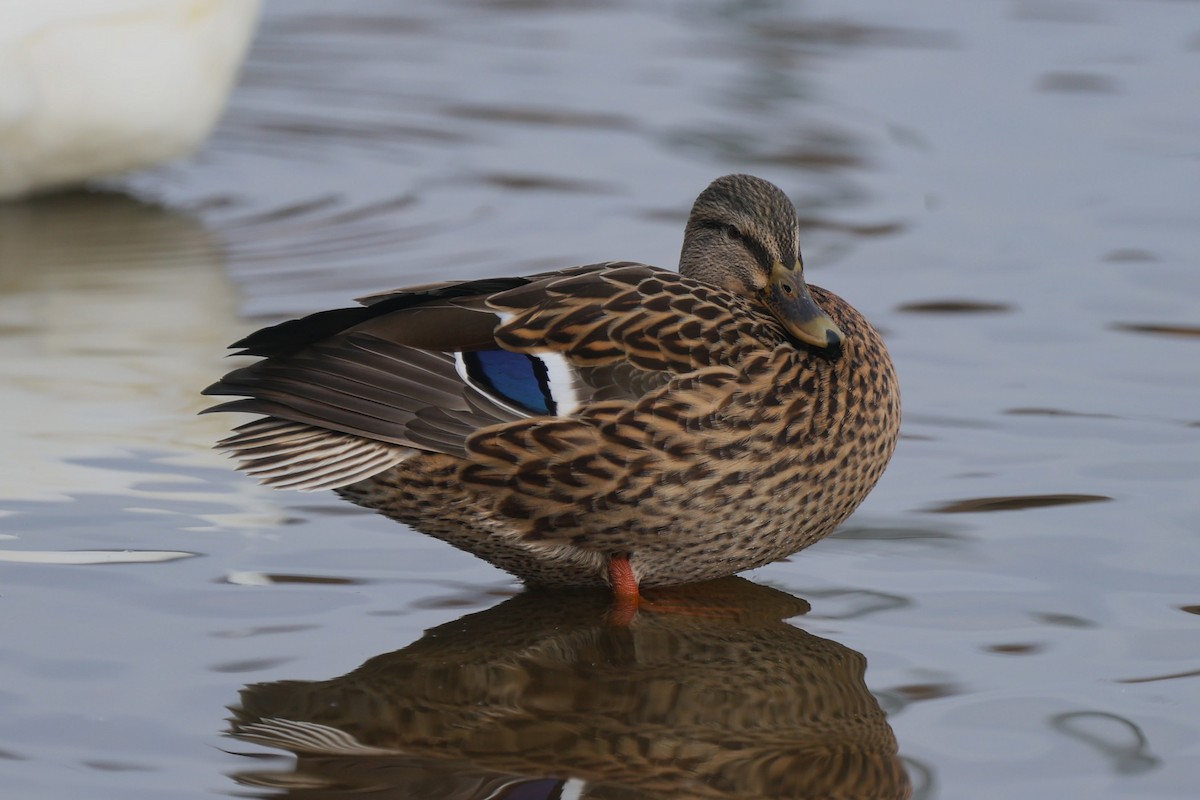 Mallard - ML646526136