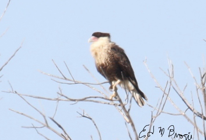 Crested Caracara (Northern) - ML646526138