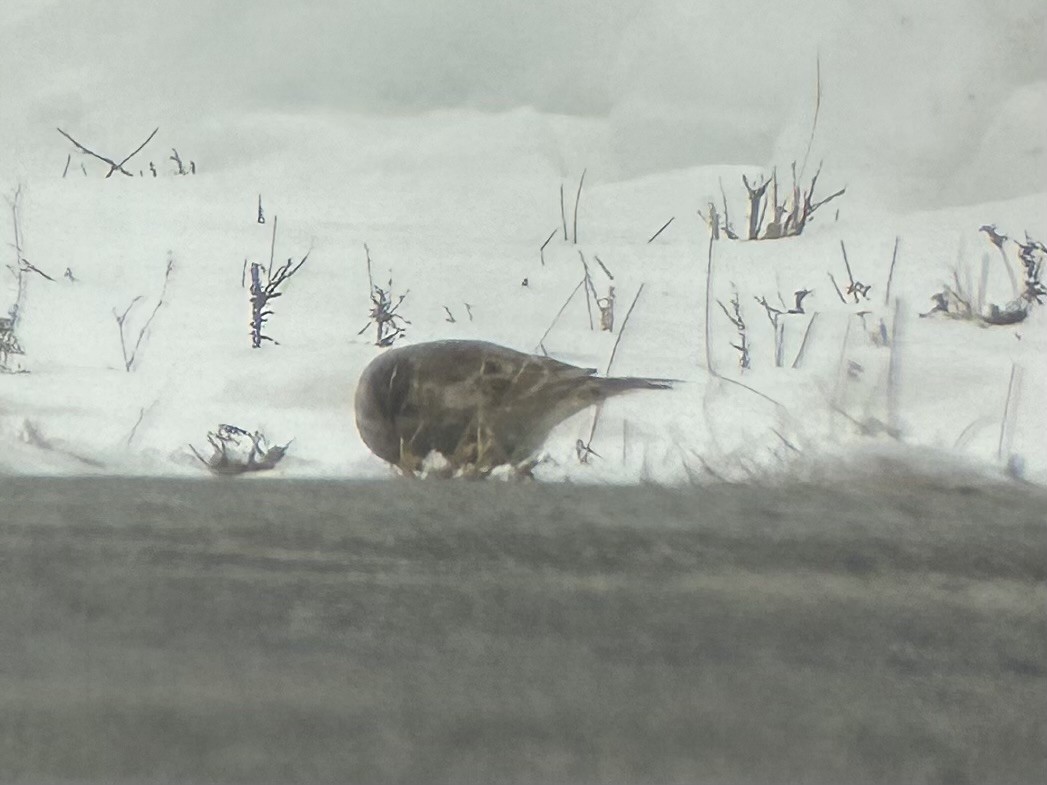 Escribano Collarejo - ML646526139