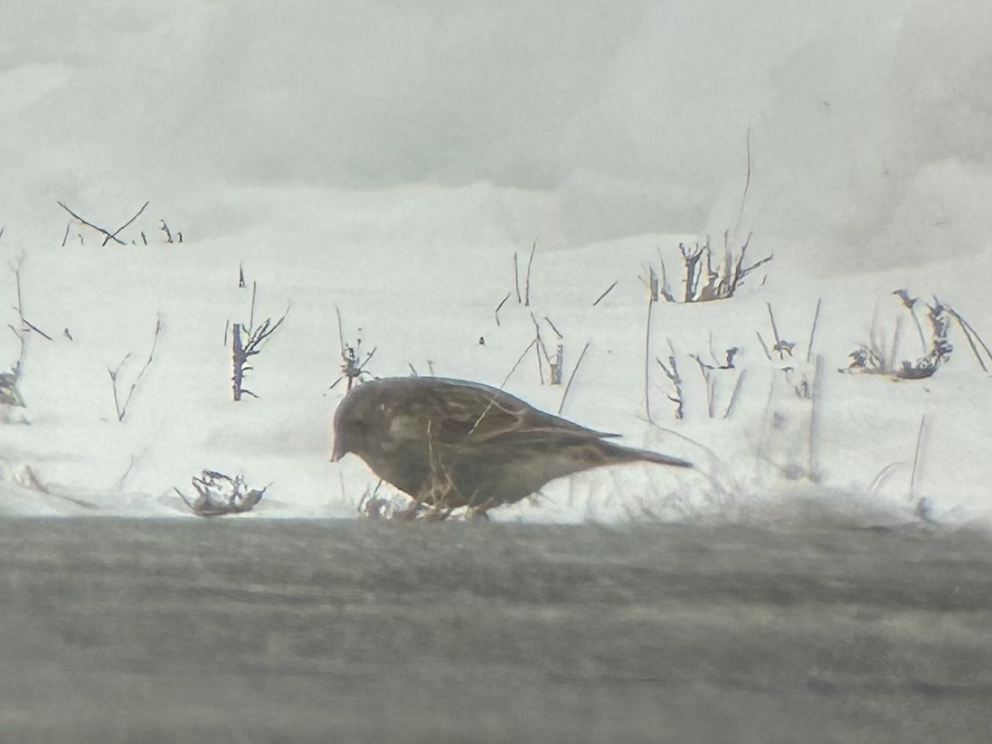 Escribano Collarejo - ML646526140