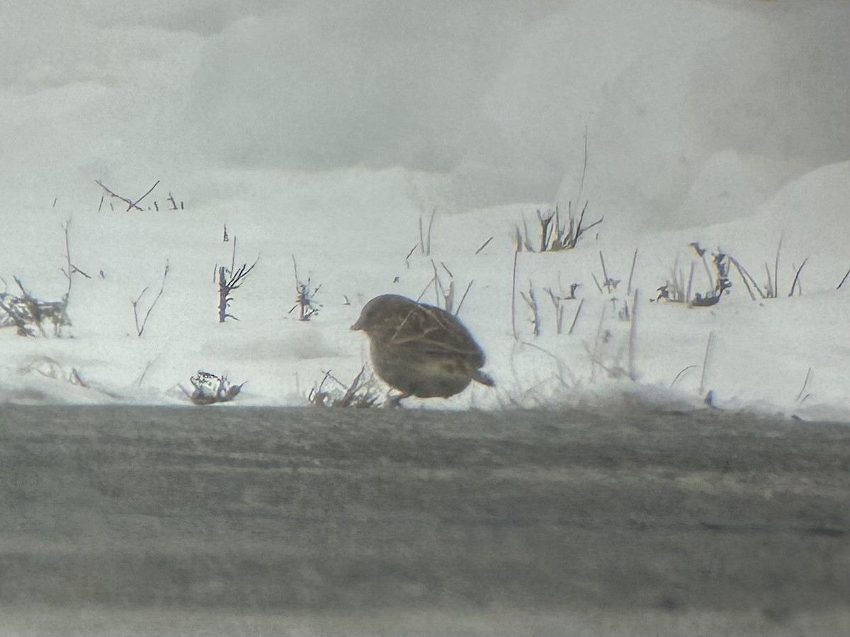 Escribano Collarejo - ML646526141