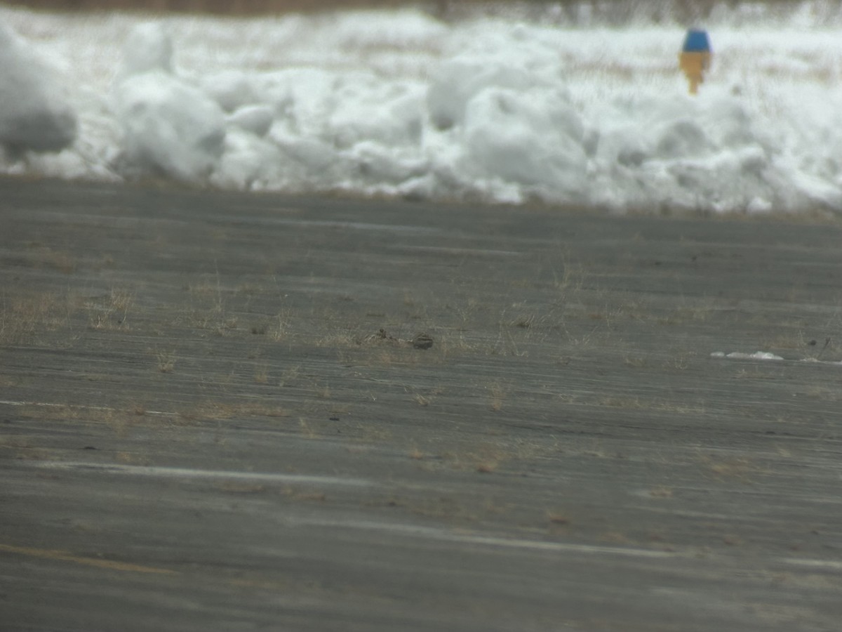 Escribano Collarejo - ML646526142